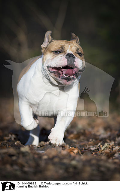 running English Bulldog / NN-09882