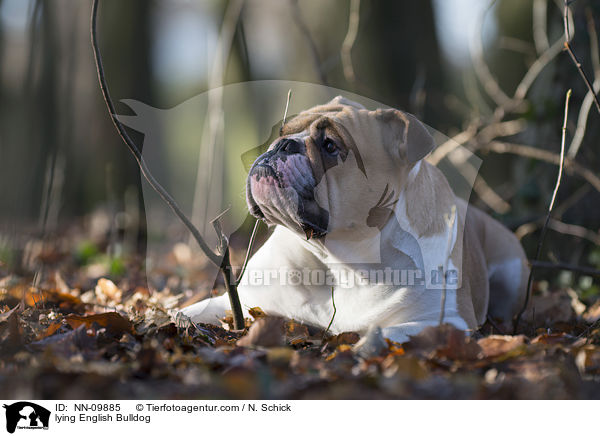 liegende Englische Bulldogge / lying English Bulldog / NN-09885
