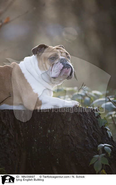 lying English Bulldog / NN-09897