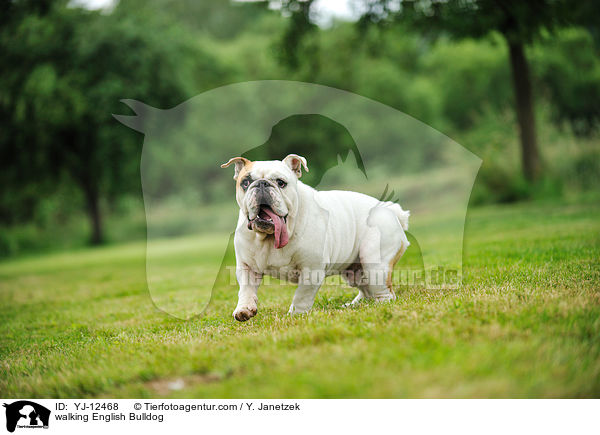 walking English Bulldog / YJ-12468
