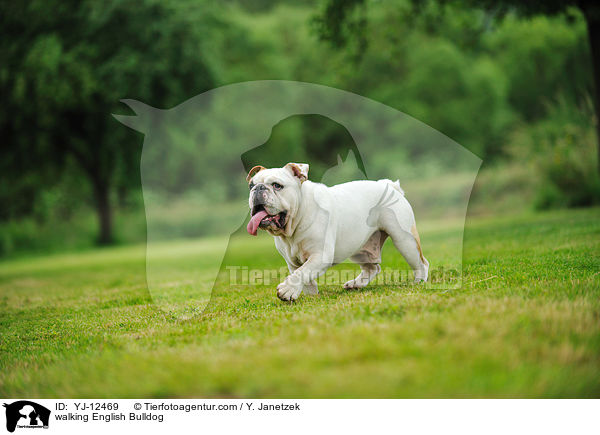 walking English Bulldog / YJ-12469