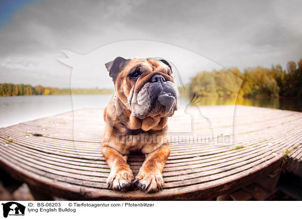 lying English Bulldog / BS-06203
