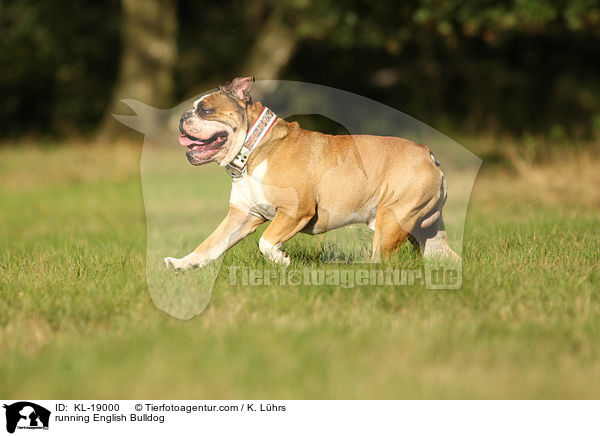 running English Bulldog / KL-19000