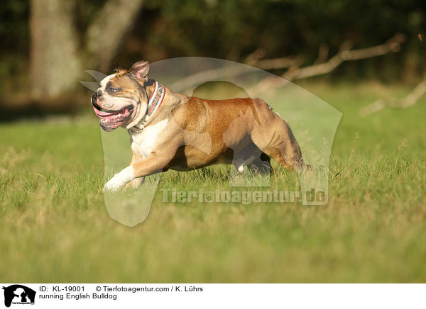 running English Bulldog / KL-19001