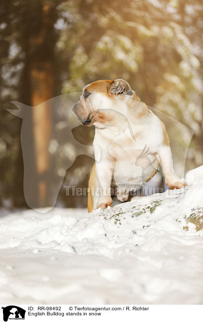 Englische Bulldogge steht im Schnee / English Bulldog stands in snow / RR-98492
