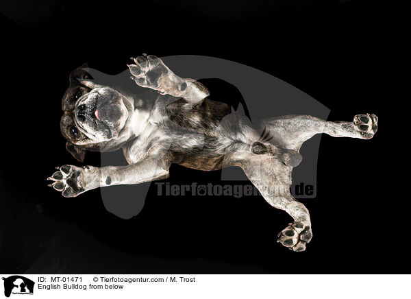 Englische Bulldogge von unten / English Bulldog from below / MT-01471