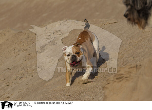 English Bulldog / JM-13070