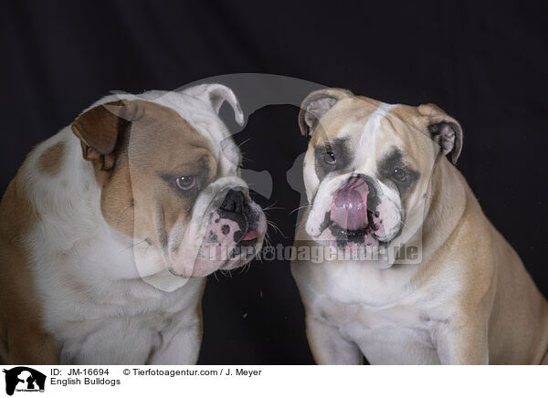 English Bulldogs / JM-16694