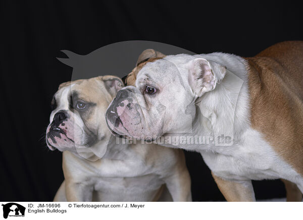 Englische Bulldoggen / English Bulldogs / JM-16696