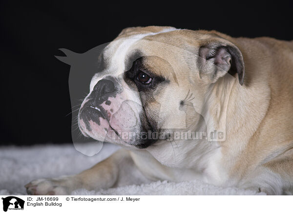 English Bulldog / JM-16699