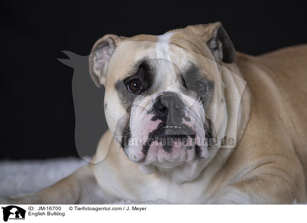 Englische Bulldogge / English Bulldog / JM-16700
