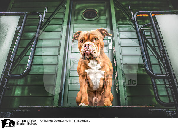 English Bulldog / BE-01190
