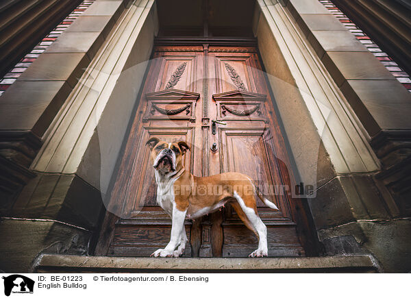 English Bulldog / BE-01223