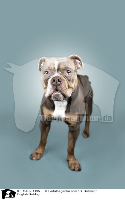 Englische Bulldogge / English Bulldog / SAB-01195
