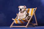 English Bulldog