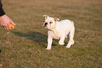 running English Bulldog