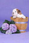 English Bulldog Puppy