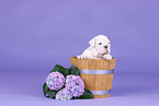 English Bulldog Puppy