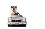 sitting English Bulldog