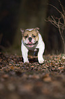 running English Bulldog
