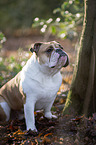 sitting English Bulldog