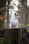 sitting English Bulldog