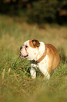 English Bulldog