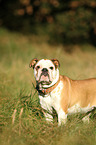 English Bulldog