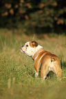 English Bulldog