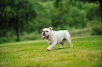 walking English Bulldog