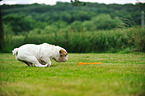 playing English Bulldog