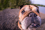 English Bulldog Portrait