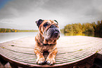 lying English Bulldog