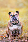 sitting English Bulldog