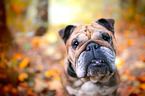 English Bulldog Portrait