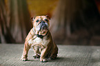 sitting English Bulldog