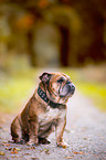 sitting English Bulldog