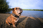 sitting English Bulldog
