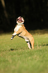 jumping English Bulldog