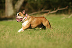 running English Bulldog