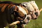 2 English Bulldogs