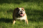 English Bulldog