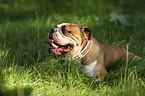 lying English Bulldog