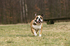 running English Bulldog