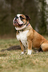 sitting English Bulldog