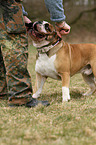English Bulldog