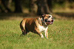 running English Bulldog