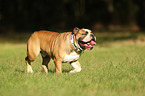 walking English Bulldog