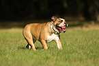 English Bulldog