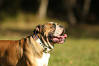 English Bulldog Portrait